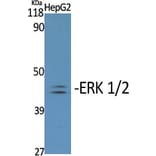 Western Blot - Anti-p44/42 MAP Kinase (phospho Tyr204) Antibody (A7074) - Antibodies.com