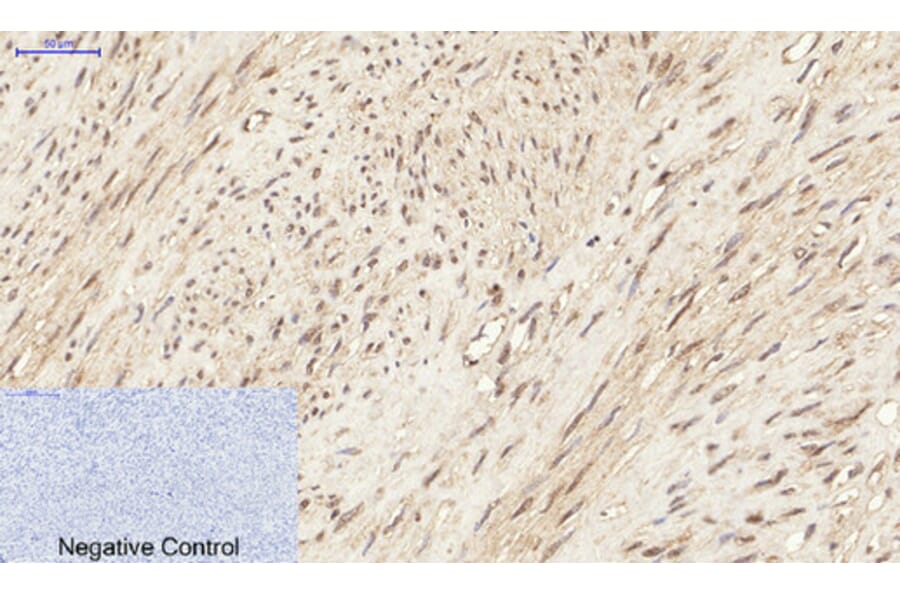 Immunohistochemistry - Anti-p44/42 MAP Kinase (phospho Tyr204) Antibody (A7074) - Antibodies.com