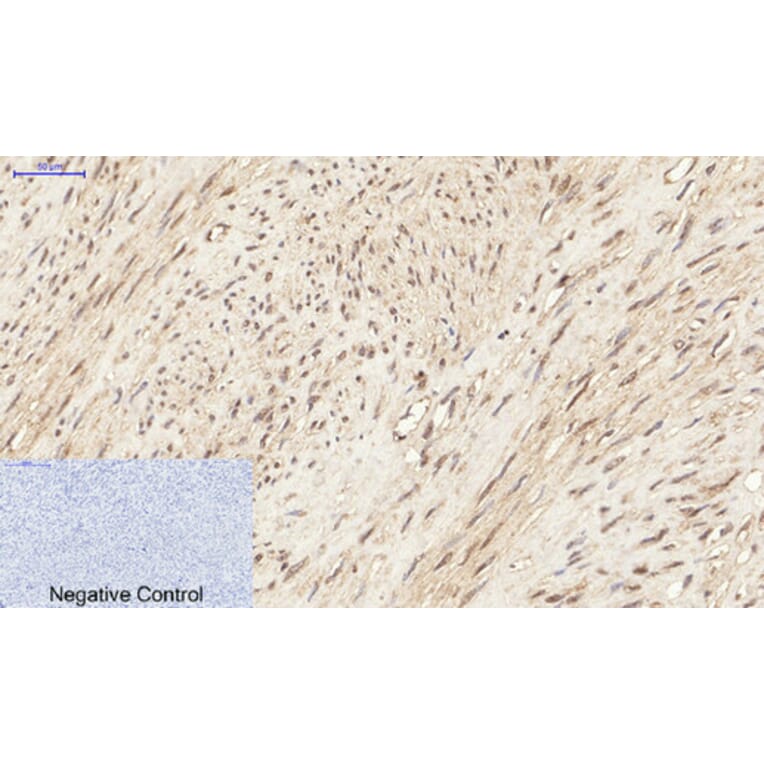 Immunohistochemistry - Anti-p44/42 MAP Kinase (phospho Tyr204) Antibody (A7074) - Antibodies.com