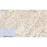 Immunohistochemistry - Anti-p44/42 MAP Kinase (phospho Tyr204) Antibody (A7074) - Antibodies.com