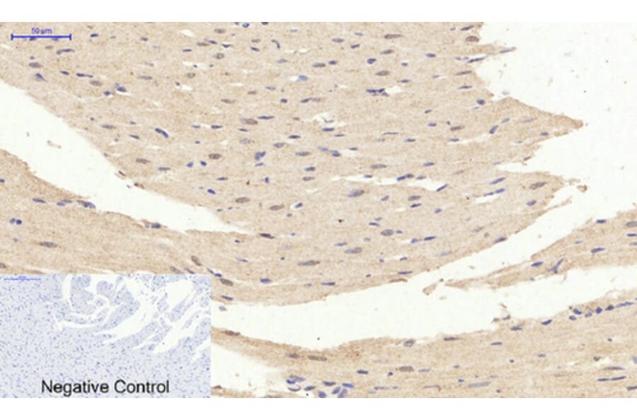 Immunohistochemistry - Anti-p44/42 MAP Kinase (phospho Tyr204) Antibody (A7074) - Antibodies.com