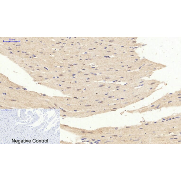 Immunohistochemistry - Anti-p44/42 MAP Kinase (phospho Tyr204) Antibody (A7074) - Antibodies.com