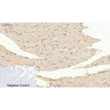 Immunohistochemistry - Anti-p44/42 MAP Kinase (phospho Tyr204) Antibody (A7074) - Antibodies.com