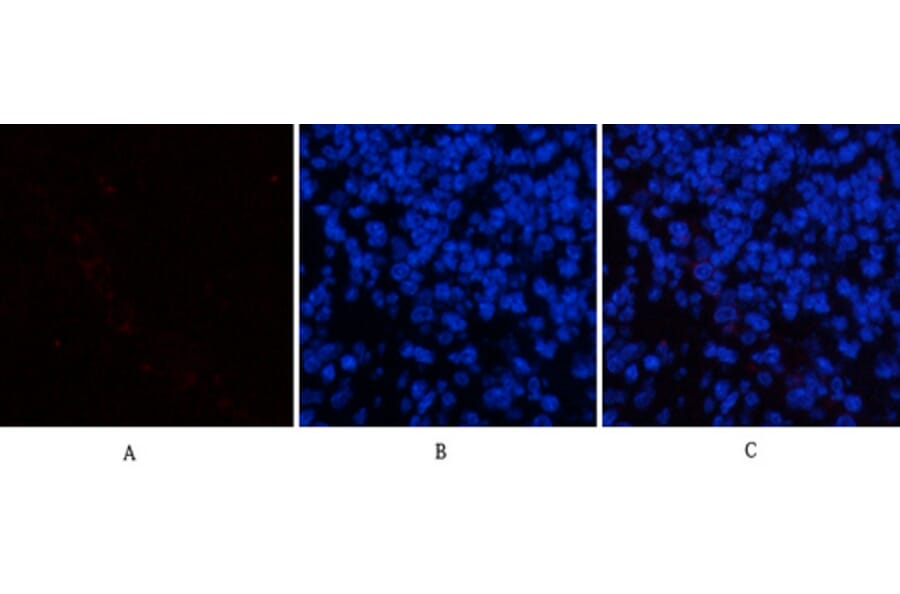 Immunofluorescence - Anti-p44/42 MAP Kinase (phospho Tyr204) Antibody (A7074) - Antibodies.com