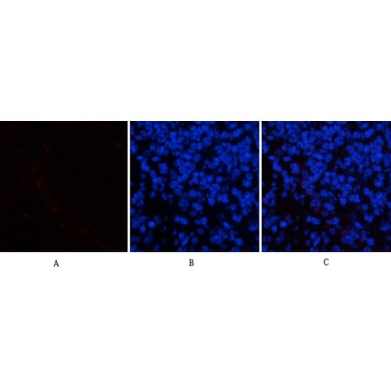 Immunofluorescence - Anti-p44/42 MAP Kinase (phospho Tyr204) Antibody (A7074) - Antibodies.com