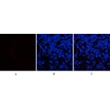 Immunofluorescence - Anti-p44/42 MAP Kinase (phospho Tyr204) Antibody (A7074) - Antibodies.com