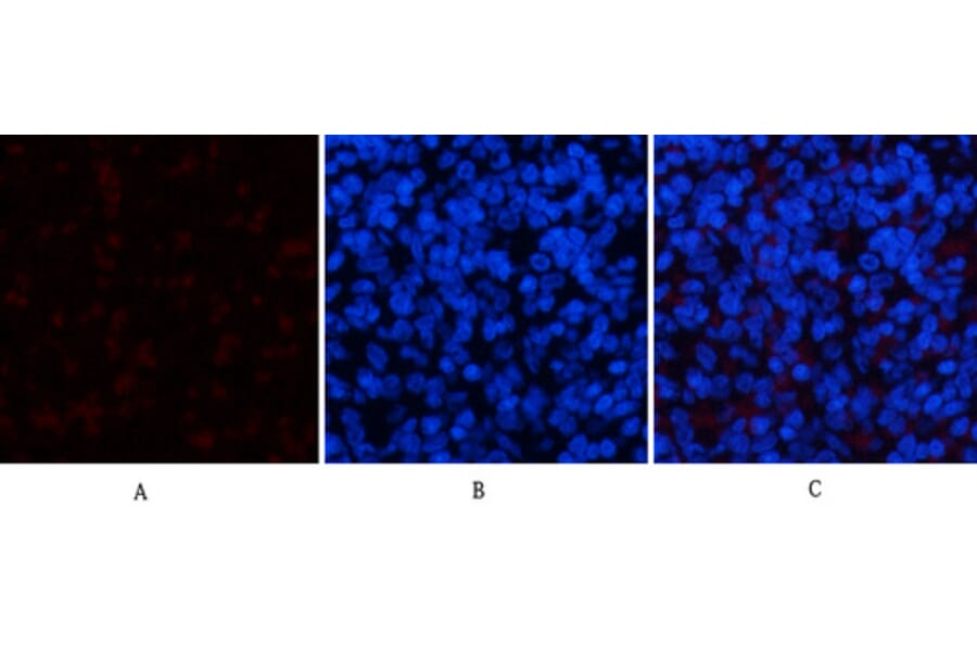 Immunofluorescence - Anti-p44/42 MAP Kinase (phospho Tyr204) Antibody (A7074) - Antibodies.com