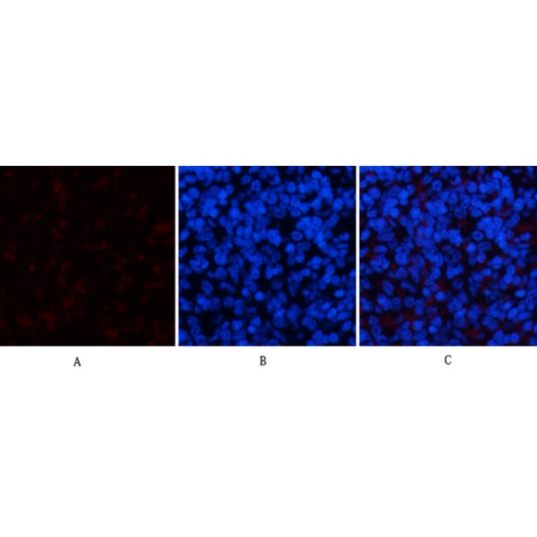 Immunofluorescence - Anti-p44/42 MAP Kinase (phospho Tyr204) Antibody (A7074) - Antibodies.com