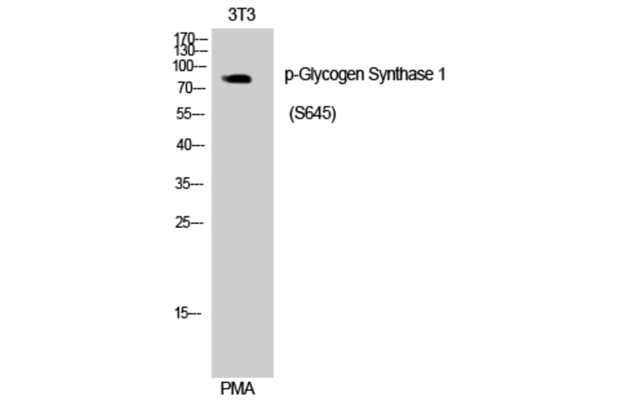 Western Blot - Anti-Glycogen Synthase (phospho Ser645) Antibody (A0431) - Antibodies.com