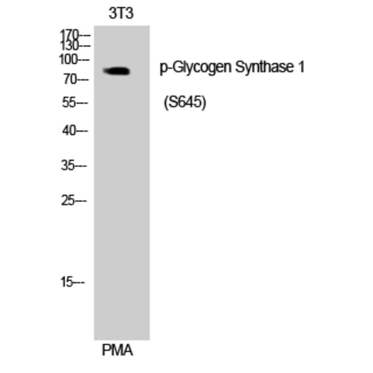 Western Blot - Anti-Glycogen Synthase (phospho Ser645) Antibody (A0431) - Antibodies.com