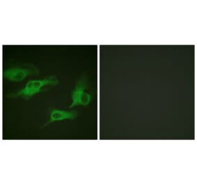 Immunofluorescence - Anti-Adrenergic Receptor beta2 (phospho Ser346) Antibody (A1131) - Antibodies.com