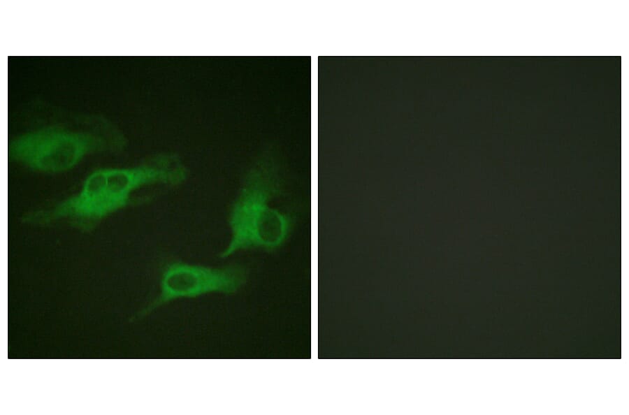 Immunofluorescence - Anti-Adrenergic Receptor beta2 (phospho Ser346) Antibody (A1131) - Antibodies.com