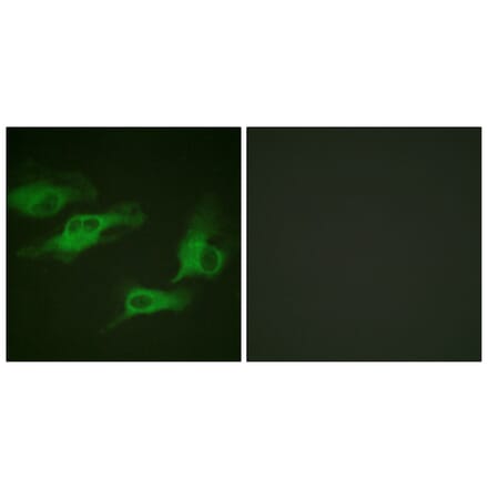 Immunofluorescence - Anti-Adrenergic Receptor beta2 (phospho Ser346) Antibody (A1131) - Antibodies.com