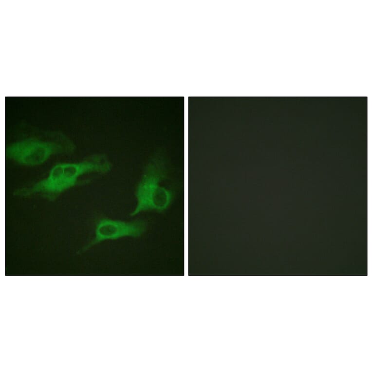 Immunofluorescence - Anti-Adrenergic Receptor beta2 (phospho Ser346) Antibody (A1131) - Antibodies.com