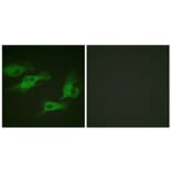 Immunofluorescence - Anti-Adrenergic Receptor beta2 (phospho Ser346) Antibody (A1131) - Antibodies.com