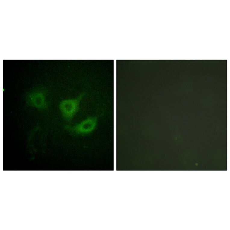 Immunofluorescence - Anti-p70 S6 Kinase (phospho Thr389) Antibody (A0533) - Antibodies.com