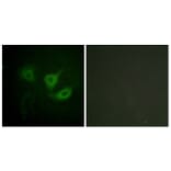 Immunofluorescence - Anti-p70 S6 Kinase (phospho Thr389) Antibody (A0533) - Antibodies.com