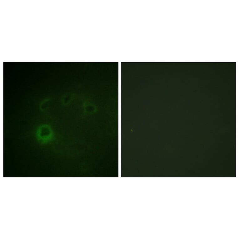 Immunofluorescence - Anti-p70 S6 Kinase (phospho Ser418) Antibody (A0534) - Antibodies.com