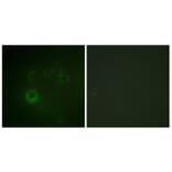 Immunofluorescence - Anti-p70 S6 Kinase (phospho Ser418) Antibody (A0534) - Antibodies.com