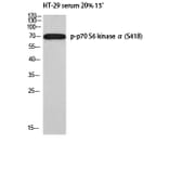 Western Blot - Anti-p70 S6 Kinase (phospho Ser418) Antibody (A0534) - Antibodies.com