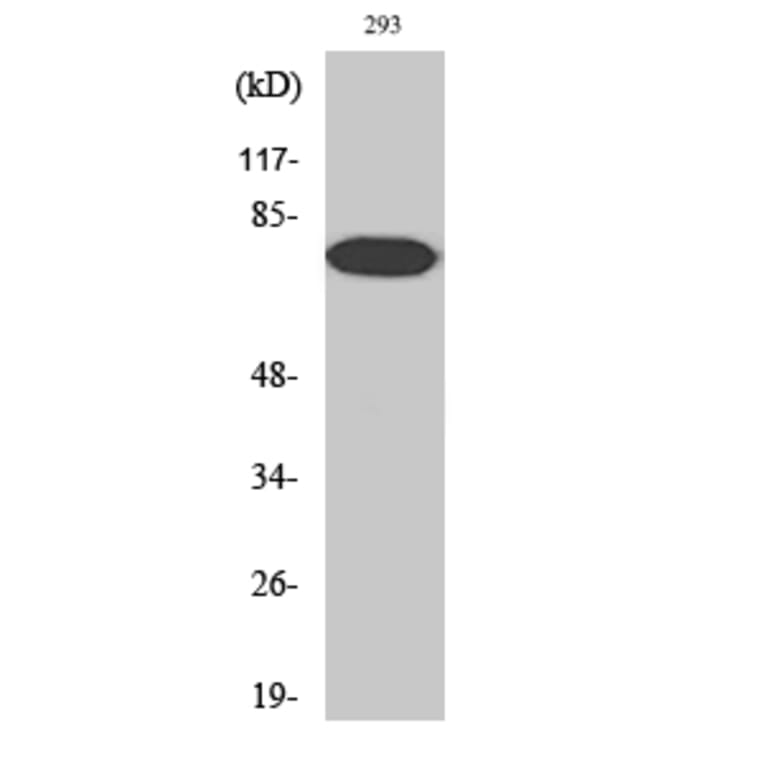 Western Blot - Anti-NF-kappaB p65 (phospho Thr254) Antibody (A7172) - Antibodies.com