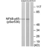 Western Blot - Anti-NF-kappaB p65 (phospho Ser536) Antibody (A7171) - Antibodies.com