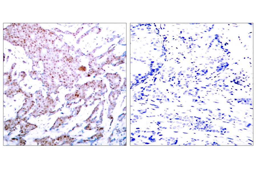 Immunohistochemistry - Anti-NF-kappaB p65 (phospho Ser536) Antibody (A7171) - Antibodies.com