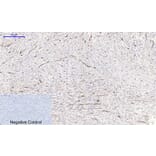 Immunohistochemistry - Anti-NF-kappaB p65 (phospho Ser536) Antibody (A7171) - Antibodies.com