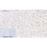 Immunohistochemistry - Anti-NF-kappaB p65 (phospho Ser536) Antibody (A7171) - Antibodies.com