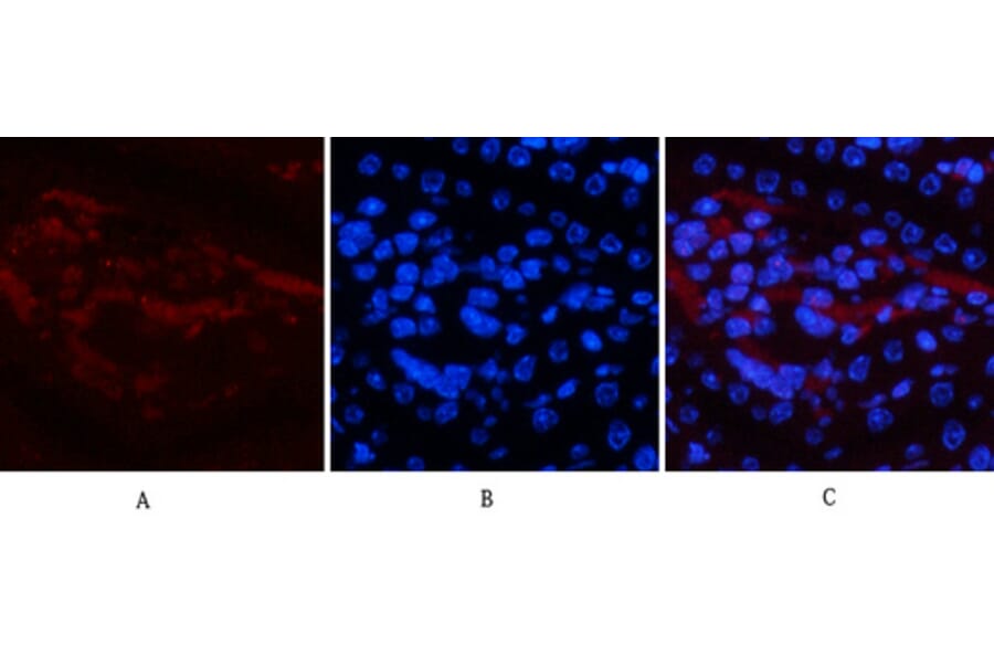 Immunofluorescence - Anti-NF-kappaB p65 (phospho Ser536) Antibody (A7171) - Antibodies.com