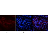 Immunofluorescence - Anti-NF-kappaB p65 (phospho Ser536) Antibody (A7171) - Antibodies.com