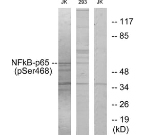 Western Blot - Anti-NF-kappaB p65 (phospho Ser468) Antibody (A7170) - Antibodies.com