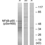 Western Blot - Anti-NF-kappaB p65 (phospho Ser468) Antibody (A7170) - Antibodies.com