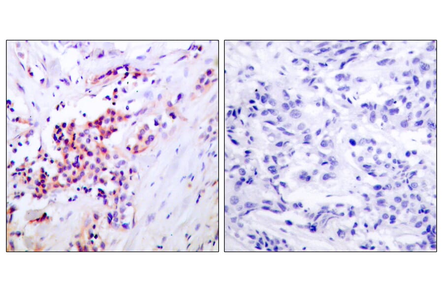Immunohistochemistry - Anti-NF-kappaB p65 (phospho Ser468) Antibody (A7170) - Antibodies.com