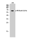 Western Blot - Anti-NF-kappaB p65 (phospho Ser276) Antibody (A7169) - Antibodies.com