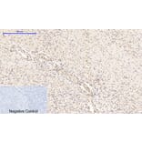 Immunohistochemistry - Anti-NF-kappaB p65 (phospho Ser276) Antibody (A7169) - Antibodies.com