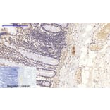 Immunohistochemistry - Anti-NF-kappaB p65 (phospho Ser276) Antibody (A7169) - Antibodies.com