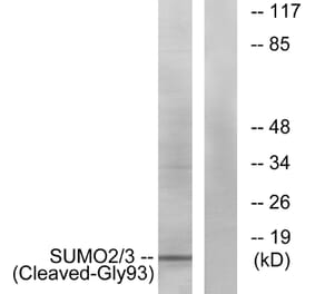 Western Blot - Anti-SUMO2 + SUMO3 (cleaved Gly93) Antibody (L0379) - Antibodies.com