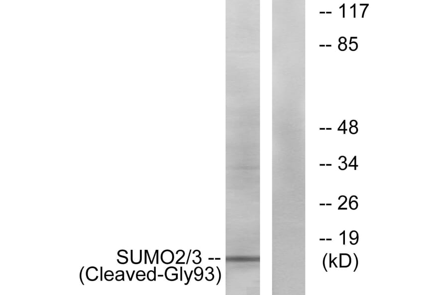 Western Blot - Anti-SUMO2 + SUMO3 (cleaved Gly93) Antibody (L0379) - Antibodies.com