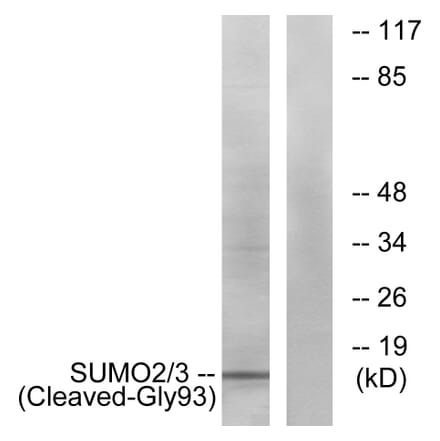 Western Blot - Anti-SUMO2 + SUMO3 (cleaved Gly93) Antibody (L0379) - Antibodies.com