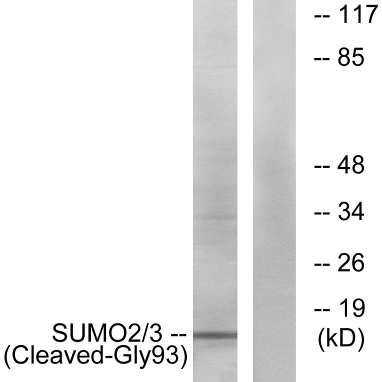 Western Blot - Anti-SUMO2 + SUMO3 (cleaved Gly93) Antibody (L0379) - Antibodies.com
