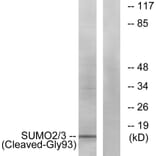 Western Blot - Anti-SUMO2 + SUMO3 (cleaved Gly93) Antibody (L0379) - Antibodies.com
