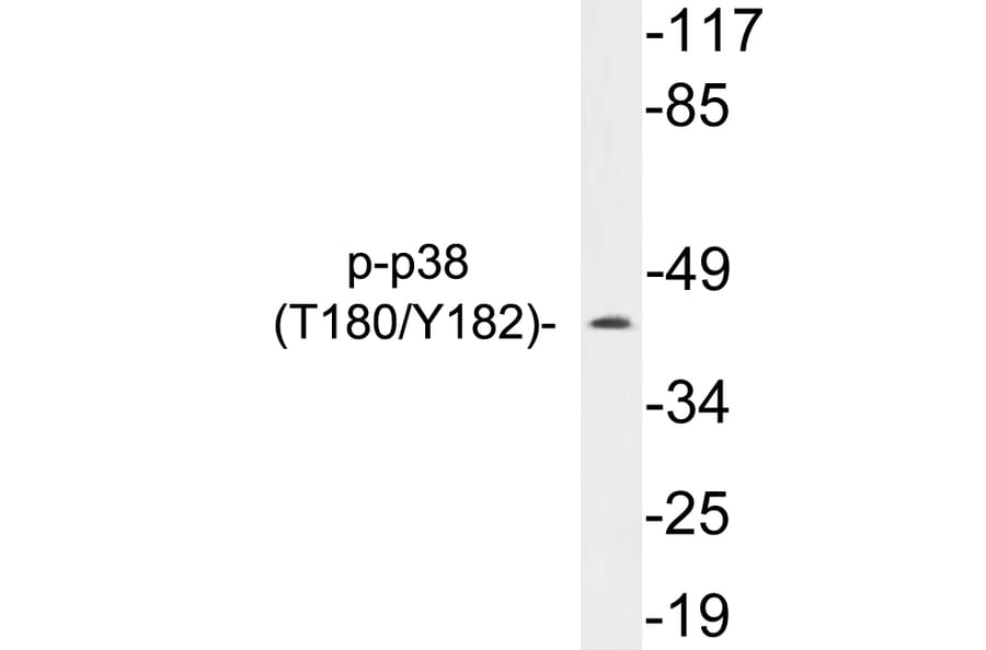 Western Blot - Anti-p38 (phospho Thr180 + Tyr182) Antibody (P12-1040) - Antibodies.com