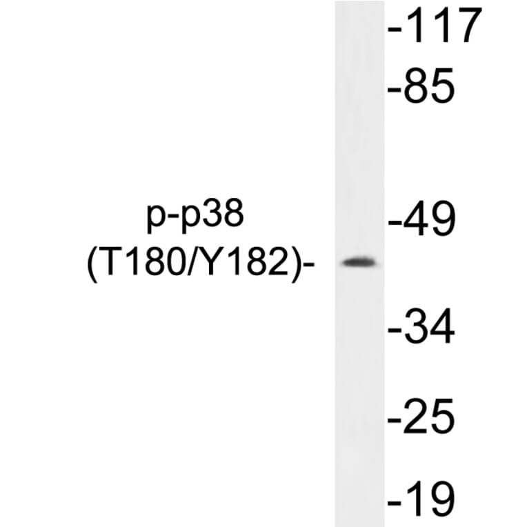 Western Blot - Anti-p38 (phospho Thr180 + Tyr182) Antibody (P12-1040) - Antibodies.com