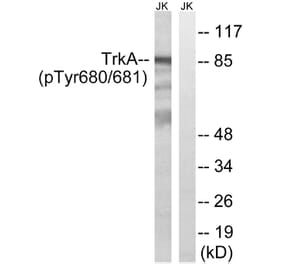 Western Blot - Anti-Trk A (phospho Tyr680+Tyr681) Antibody (A8071) - Antibodies.com