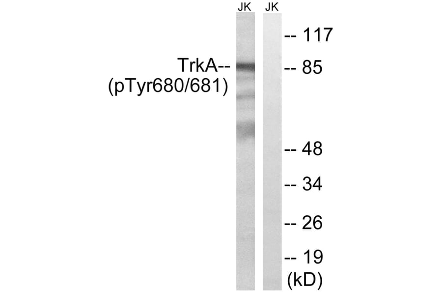 Western Blot - Anti-Trk A (phospho Tyr680+Tyr681) Antibody (A8071) - Antibodies.com