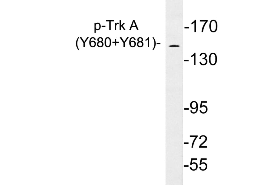 Western Blot - Anti-Trk A (phospho Tyr680+Tyr681) Antibody (P12-1061) - Antibodies.com