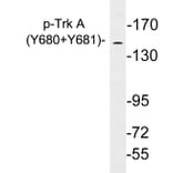 Western Blot - Anti-Trk A (phospho Tyr680+Tyr681) Antibody (P12-1061) - Antibodies.com