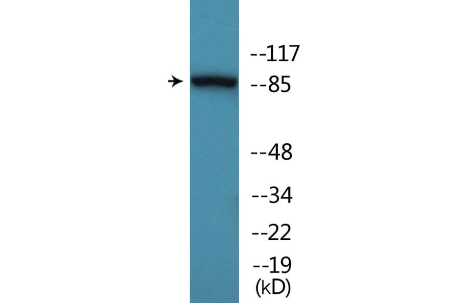 Western Blot - Anti-Trk A (phospho Tyr680+Tyr681) Antibody (P12-1193) - Antibodies.com