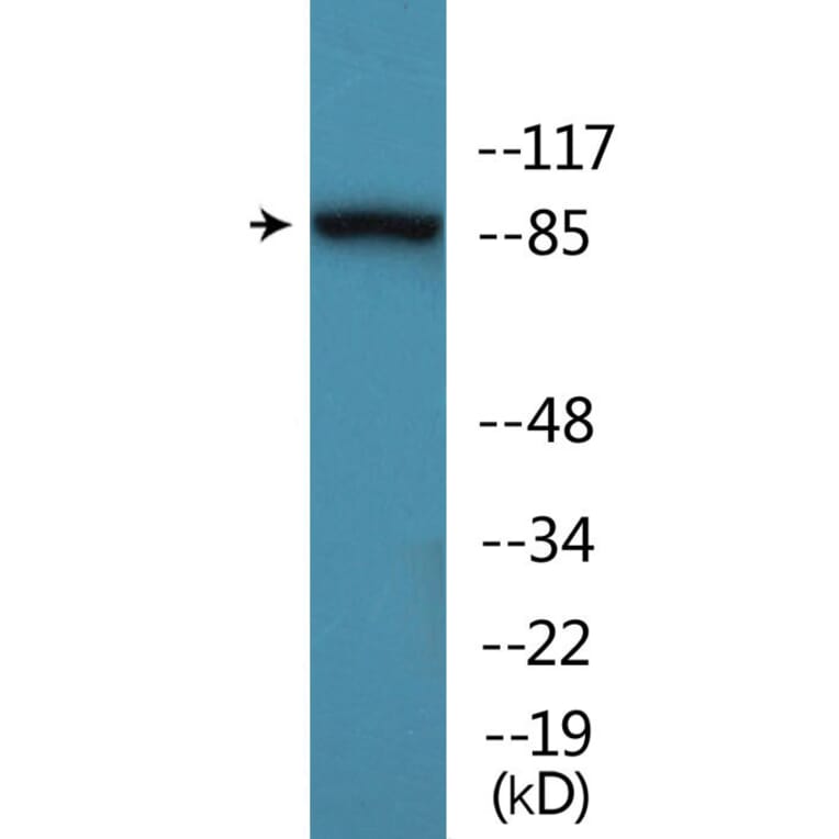 Western Blot - Anti-Trk A (phospho Tyr680+Tyr681) Antibody (P12-1193) - Antibodies.com
